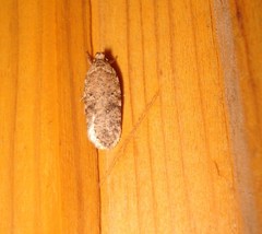 Agonopterix ciliella
