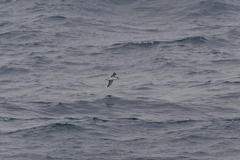 Puffinus elegans