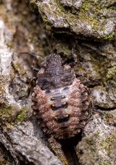 Pentatoma rufipes