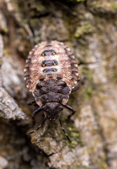 Pentatoma rufipes