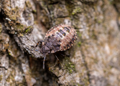 Pentatoma rufipes