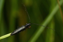 Theophilea subcylindricollis