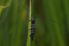 Theophilea subcylindricollis