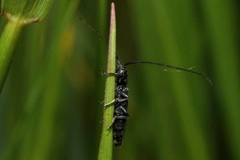 Theophilea subcylindricollis