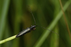 Theophilea subcylindricollis