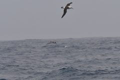 Procellaria cinerea