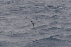 Procellaria cinerea