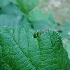 Polydrusus formosus