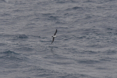 Procellaria cinerea