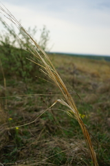 Stipa capillata