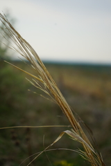 Stipa capillata
