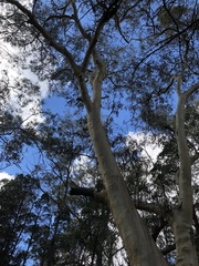 Eucalyptus blakelyi
