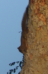 Callosciurus pygerythrus