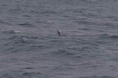 Puffinus elegans