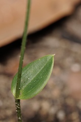 Eriochilus dilatatus