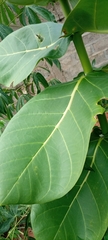 Calotropis procera image