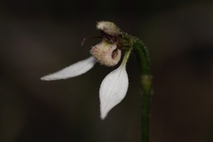 Eriochilus dilatatus