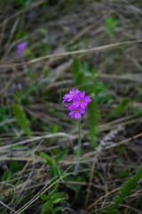 Primula cortusoides