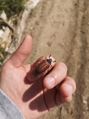 Melolontha melolontha