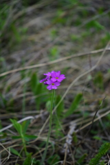 Primula cortusoides