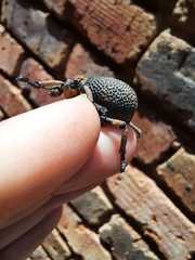 Brachycerus congestus