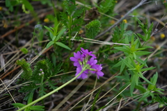 Primula cortusoides