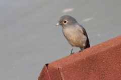 Melaenornis fischeri