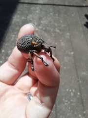 Brachycerus congestus