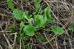 Primula cortusoides