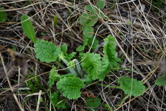 Primula cortusoides