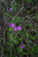 Primula cortusoides