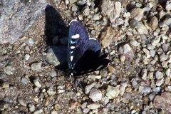 Alypiodes bimaculata
