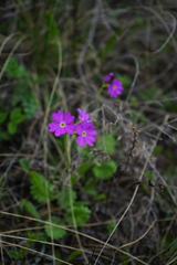 Primula cortusoides