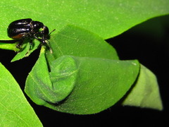 Cycnotrachelus cyanopterus