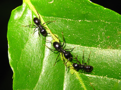 Lasius spathepus
