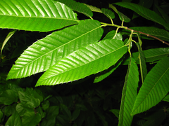 Castanea crenata