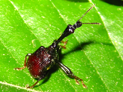 Paracycnotrachelus chinensis