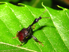 Paracycnotrachelus chinensis
