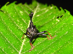 Paracycnotrachelus chinensis