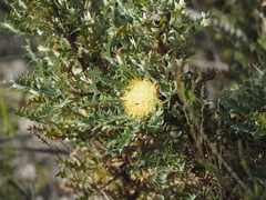 Banksia armata