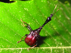 Paracycnotrachelus chinensis