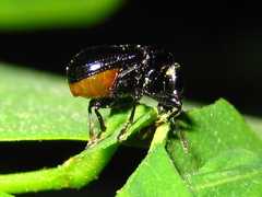 Cycnotrachelus cyanopterus