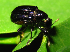 Cycnotrachelus cyanopterus