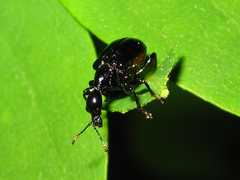 Cycnotrachelus cyanopterus