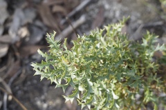 Banksia armata