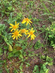 Arnica acaulis