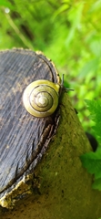 Cepaea nemoralis