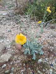 Glaucium flavum