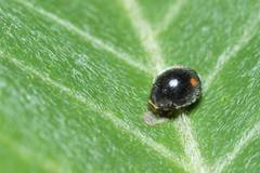 Cryptogonus orbiculus