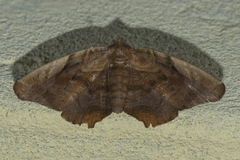 Episparis tortuosalis